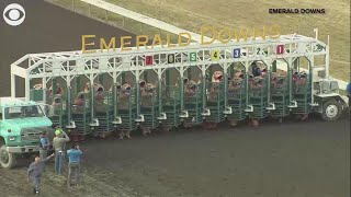 T Rex race at Emerald Downs is just incredible  10News WTSP [upl. by Aihsenrad120]