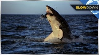 Great White Shark Breaches in SLOW MOTION [upl. by Reichel238]