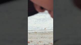 Sanderling wave chasing Port Aransas Texas [upl. by Yedrahs]