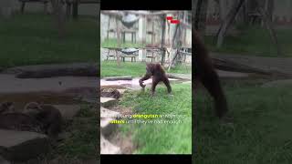 Hilarious Young Orangutan Annoys Otters and Instantly Regrets It  Funny Animal Encounter 🐵🦦 [upl. by Eelyah]