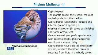 Phylum MoullusceII  Biodiversity amp EvolutionII  BT201Topic038 [upl. by Swane136]