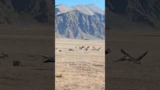 BlackNecked Crane – Rare Alpine bird of Ladakh [upl. by Ahsitahs536]