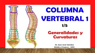 🥇 COLUMNA VERTEBRAL 15  Generalidades Curvaturas Fácil y Sencillo [upl. by Damiano994]