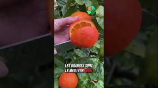 Les meilleurs fruits pour ton corps [upl. by Toll]