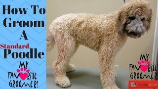 How to Groom Standard Poodle [upl. by Aynotal]