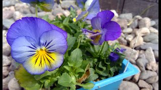 Planting Pansies And Violas in My Front Yard Flower Bed 🌺💐Gardening Made Easy [upl. by Irene932]