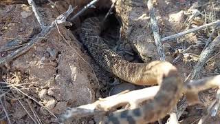 LIBERANDO VÍBORAS DE CASCABEL MADRE E HIJA animals snake cascabel viral impact [upl. by Casar781]