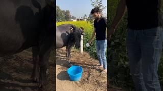 Aaj bheso ko bhi garam paani se nehlaayaminivlog dailyshorts shorts family familyvlog village [upl. by Rheims]