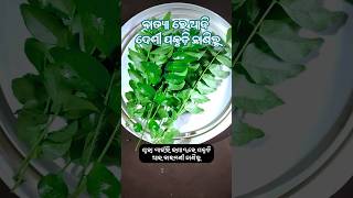 ବାତ୍ୟା ରେ ଆଜି ନୂଆ ରୋଷେଇ 💞Sapane Lagila Sata Rangara Melana Statusbatyastatusodiashortsviralodia [upl. by Gnoy]