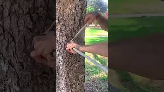 The best way to prevent a tree from breaking [upl. by Bolton]