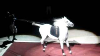 Lipizzaner StallionThe Capriole [upl. by Cormier]