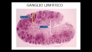 Histología de los órganos linfáticos [upl. by Ahseral]