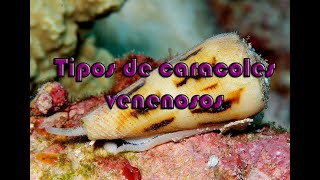 Tipos de caracoles venenosos [upl. by Latty319]