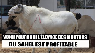 Voici Pourquoi lElevage des Moutons du Sahel est Profitable [upl. by Arytas]