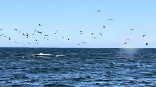 Humpbacks Chin Slapping Lunge Feeding and Breaching in Monterey [upl. by Drofhsa]