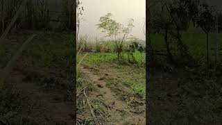 Kamsar farming 🧺viralvideo [upl. by Ainslie]