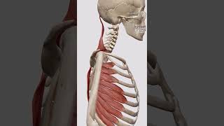 SCAPULA UPWARD ROTATION 📖🚀 aiims upsc neet medical orthology humanlife [upl. by Leda]