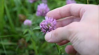 5 Medicinal Plants And Herbs You Can Find In Your Yard [upl. by Angi]