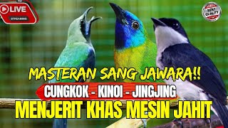 GURU VOKAL BERKELAS MEWAHHH CEPAT MASUK  TEMBAKAN KASARAN  KOMBINASI CUNGKOK KINOI DAN JINGJING [upl. by Ettelrac]