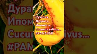 Руэллия Дуранта Ипомея и Cucumis sativus РАМАЗАН рамазан [upl. by Adroj618]