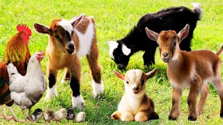 Cute Goat Small Baby Baby Sheep Cow Chick Dog Cat Farm Animals Sound  Animals Video [upl. by Trellas835]