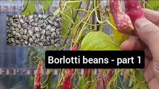 Growing and drying storing borlotti beans  allotment growing  shokher bagan part 1 [upl. by Ahtnams]