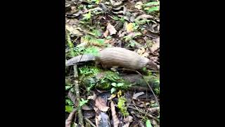 Setting a pangolin free ♥️ [upl. by Holtz]