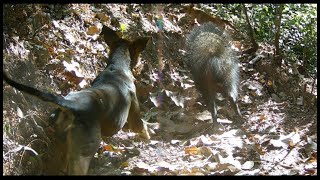 Pessoal vejam a bagaceira Caititu correndo atrás do Cachorro e outro cachorro atrás do Caititu [upl. by Burkitt]