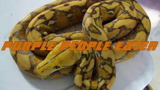 AZ Reticulated Python Morphs [upl. by Haskins]