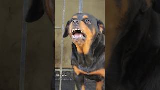 Rottweiler barking song shorts viral dog angrypuppy angrydog cutepet pets angry [upl. by Marylinda]