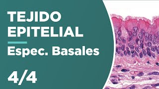 TEJIDO EPITELIAL 44 Especializaciones Basales 🔬 [upl. by Abernathy948]