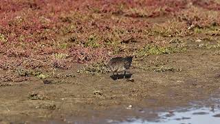 Temmincks Stint [upl. by Illene]