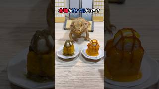 トカゲの大好物リレー 〜食品サンプル編⑤〜 [upl. by Merralee]