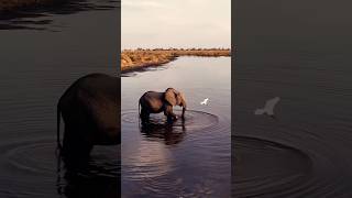 Elephant in Mudumu National Park Namibia wildlife africa adventure travel [upl. by Holcman]