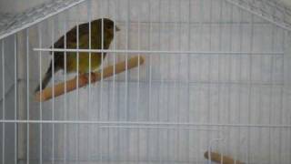 Feuriger Kanarienmix  Super Kanarienvogel Gesang  Kanarienmischlig HOT CANARY Part 1 HD Quality [upl. by Cusick]