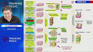 Tejido epitelial  Histologia 1  Training medic [upl. by Aloivaf]