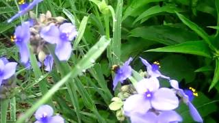 Ohio Spiderwort is a Good Native Pollinator [upl. by Eixid]