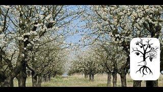 alte Obstbäume schneiden  lange ungeschnittene Bäume in Form bringen auf der Streuobstwiese [upl. by Voorhis]