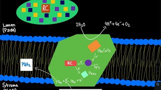 Photosystem 2 in Photosynthesis  Biochemistry [upl. by Leuqim197]