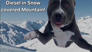 CRAZY Dog in Colorados Mountains [upl. by Lorita]