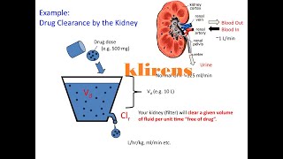 kliresn total klirens renal klirens hepatik [upl. by Kcirtap]