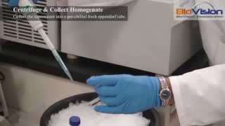 Tissue Homogenization Video  Biovision Inc [upl. by Aigneis]