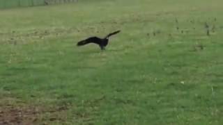 Striated Caracara at the National Centre for Birds of Prey [upl. by Cookie]