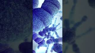 Streptococcus pneumoniae animation  pneumococcal bacteria  pneumococcal diplococci animation [upl. by Cassady]