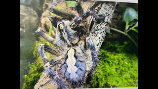 Poecilotheria ornata Friged Ornamental rehouse and care [upl. by Nossila]