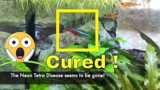 How to cure Neon Tetra Disease Medicine  Melafix [upl. by Hamal]