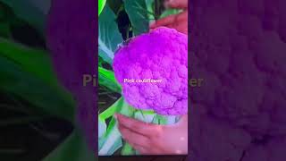 Pink cauliflower is it taste worthy or eyesore agriculture [upl. by Hathaway]