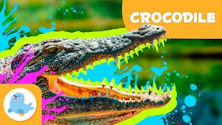 CROCODILES 🐊 Animals for Kids 🏞️ Episode 14 [upl. by Ellenehc]