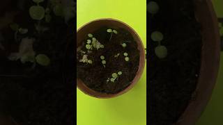 Growing kiwi plant from seed grow indoors tropicalgrowingytshorts telugushortsteluguvlogs [upl. by Eednahs]