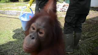 Orangutans Go to School at BOS Nyaru Menteng [upl. by Eyoj]